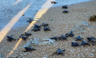 When baby turtles give a jolt